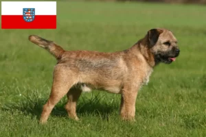 Read more about the article Border Terrier opdrættere og hvalpe i Thüringen