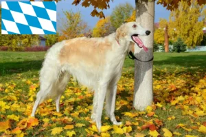 Read more about the article Borzoi-opdrættere og hvalpe i Bayern