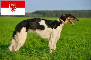 Read more about the article Borzoi-opdrættere og hvalpe i Brandenburg