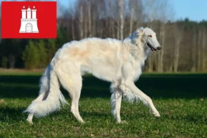 Read more about the article Borzoi-opdrættere og hvalpe i Hamborg