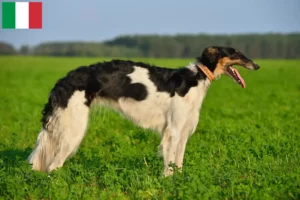 Read more about the article Borzoi-opdrættere og hvalpe i Italien