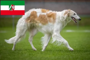 Read more about the article Borzoi-opdrættere og hvalpe i Nordrhein-Westfalen