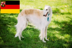 Read more about the article Borzoi-opdrættere og hvalpe i Rheinland-Pfalz