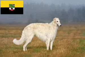 Read more about the article Borzoi-opdrættere og hvalpe i Sachsen-Anhalt