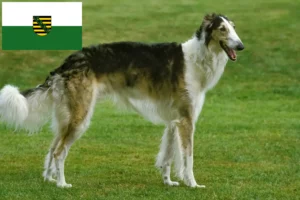 Read more about the article Borzoi-opdrættere og hvalpe i Sachsen