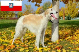 Read more about the article Borzoi-opdrættere og hvalpe i Thüringen