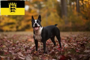 Read more about the article Boston Terrier opdrættere og hvalpe i Baden-Württemberg