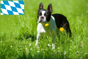 Read more about the article Boston Terrier opdrættere og hvalpe i Bayern