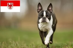 Read more about the article Boston Terrier opdrættere og hvalpe i Brandenburg