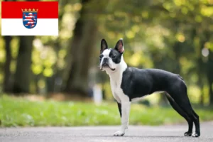 Read more about the article Boston Terrier opdrættere og hvalpe i Hessen