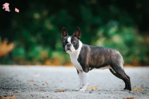 Read more about the article Boston Terrier opdrættere og hvalpe i Hovedstaden