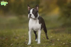 Read more about the article Boston Terrier opdrættere og hvalpe i Midtjylland