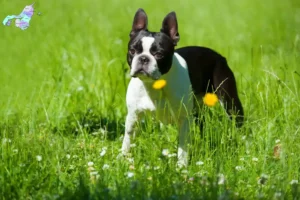 Read more about the article Boston Terrier opdrættere og hvalpe i Nordjylland