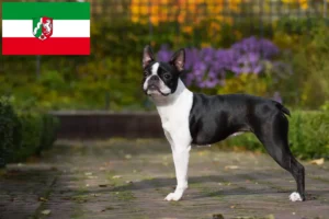 Read more about the article Boston Terrier opdrættere og hvalpe i Nordrhein-Westfalen