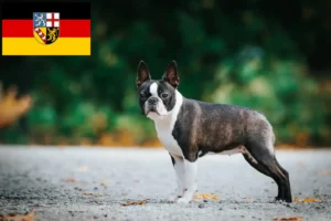 Read more about the article Boston Terrier opdrættere og hvalpe i Saarland