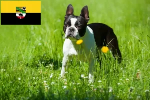 Read more about the article Boston Terrier opdrættere og hvalpe i Sachsen-Anhalt