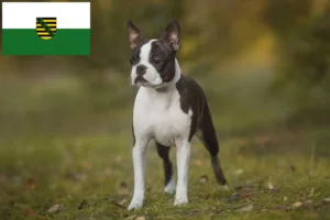 Read more about the article Boston Terrier opdrættere og hvalpe i Sachsen