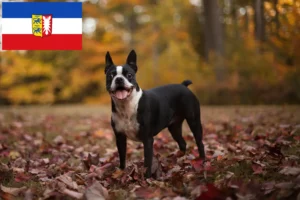 Read more about the article Boston Terrier opdrættere og hvalpe i Slesvig-Holsten