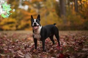 Read more about the article Boston Terrier opdrættere og hvalpe på Sjælland