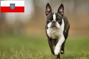 Read more about the article Boston Terrier opdrættere og hvalpe i Thüringen