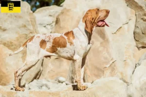 Read more about the article Bracco Italiano opdrættere og hvalpe i Baden-Württemberg