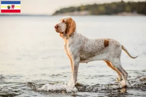 Read more about the article Bracco Italiano opdrættere og hvalpe i Mecklenburg-Vorpommern