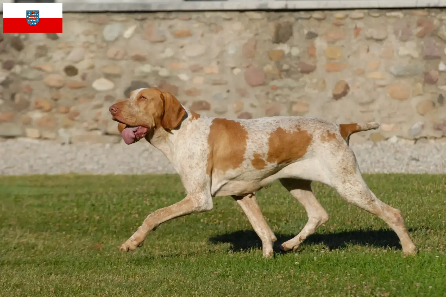 Read more about the article Bracco Italiano opdrættere og hvalpe i Thüringen