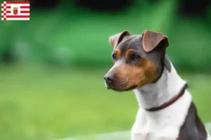 Read more about the article Brasiliansk terrier opdrætter og hvalpe i Bremen