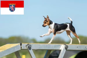 Read more about the article Opdrættere og hvalpe af brasiliansk terrier i Hessen