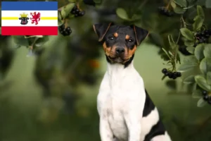 Read more about the article Opdrættere og hvalpe af brasiliansk terrier i Mecklenburg-Vorpommern