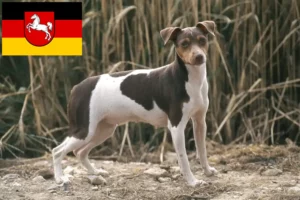 Read more about the article Opdrættere og hvalpe af brasiliansk terrier i Niedersachsen