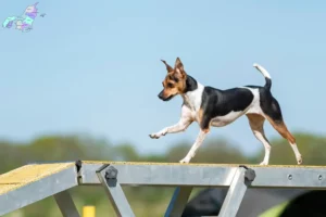 Read more about the article Brasiliansk terrier opdrætter og hvalpe i Nordjylland