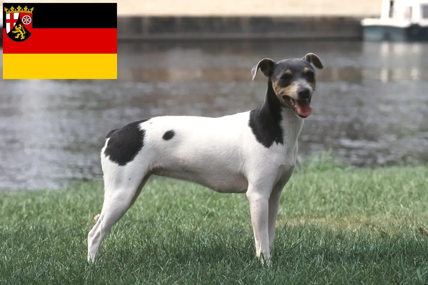 Read more about the article Opdrættere og hvalpe af brasiliansk terrier i Rheinland-Pfalz