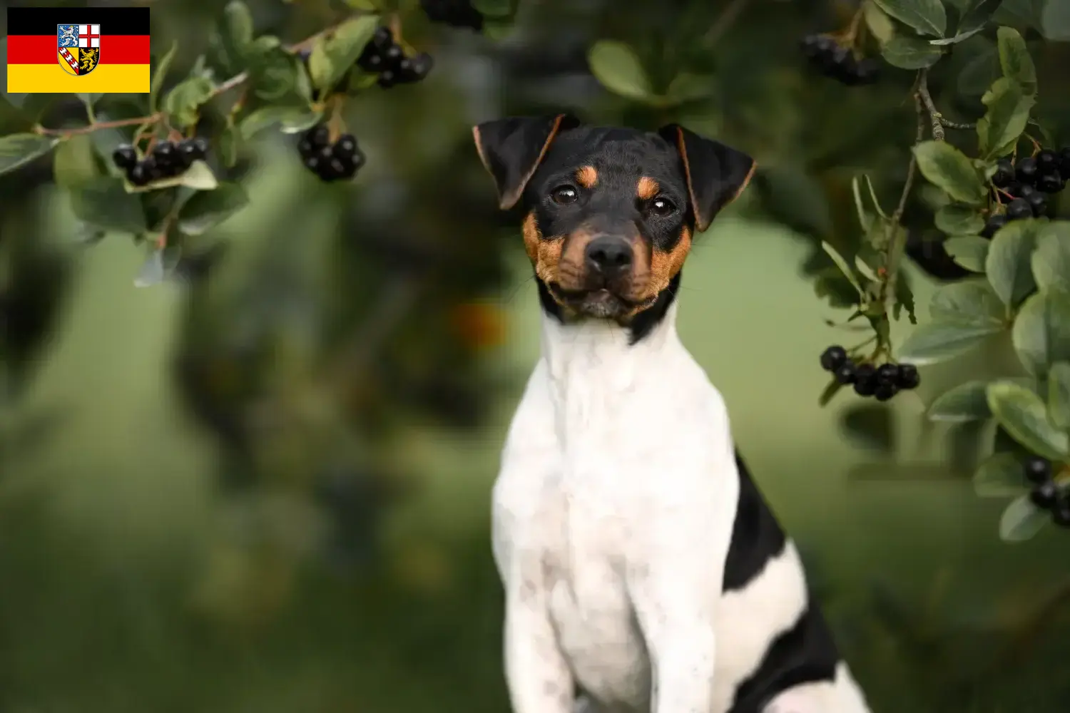 Read more about the article Brasiliansk terrier opdrætter og hvalpe i Saarland