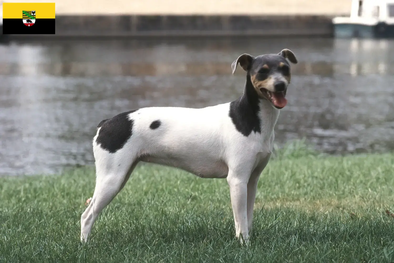 Read more about the article Opdrættere og hvalpe af brasiliansk terrier i Sachsen-Anhalt