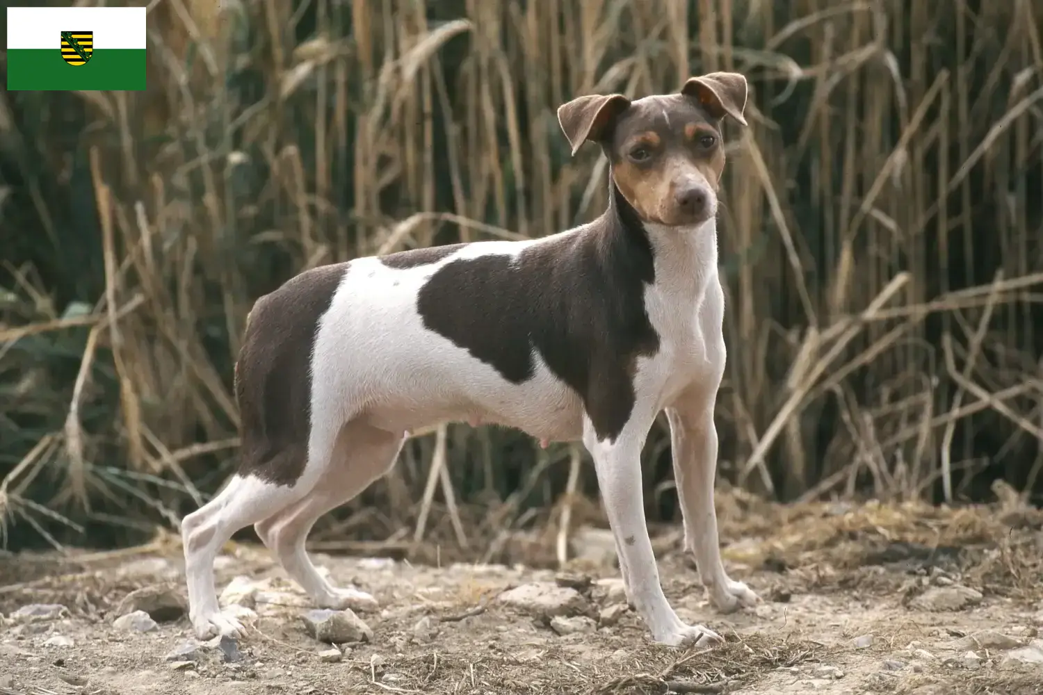 Read more about the article Opdrættere og hvalpe af brasiliansk terrier i Sachsen