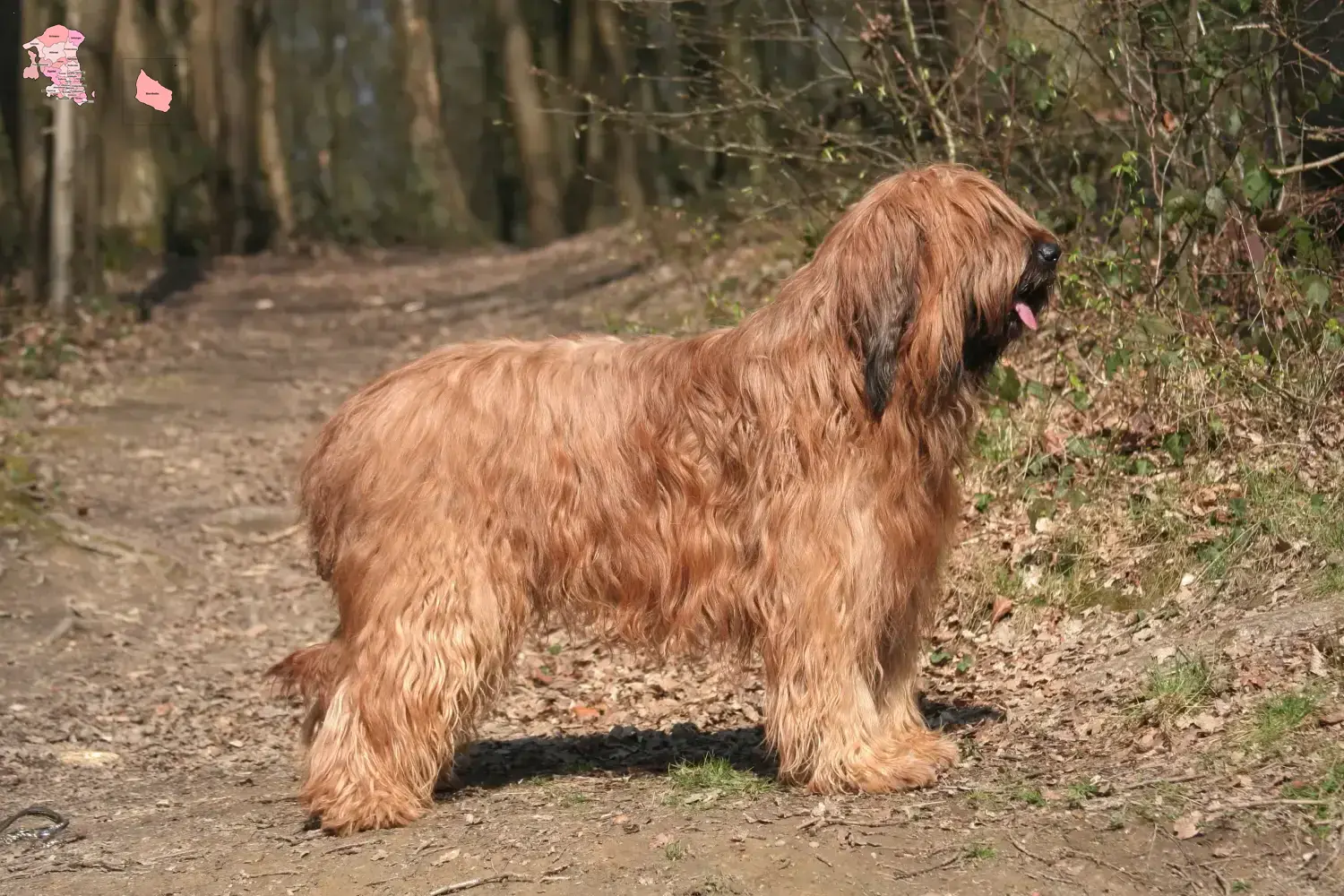 Read more about the article Briard opdrætter og hvalpe i Hovedstaden