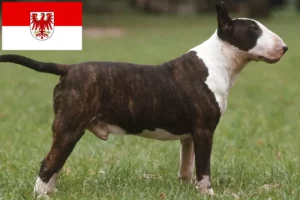 Read more about the article Bull Terrier opdrættere og hvalpe i Brandenburg