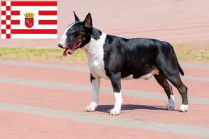 Read more about the article Bull Terrier opdrættere og hvalpe i Bremen