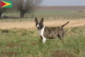 Read more about the article Bull Terrier-opdrættere og hvalpe i Guyana