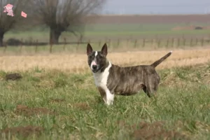 Read more about the article Bull Terrier opdrættere og hvalpe i Hovedstaden