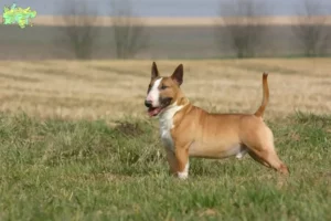 Read more about the article Bull Terrier opdrættere og hvalpe i Midtjylland