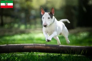 Read more about the article Bull Terrier opdrættere og hvalpe i Nordrhein-Westfalen