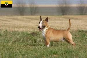 Read more about the article Bull Terrier-opdrættere og hvalpe i Sachsen-Anhalt