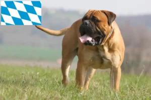 Read more about the article Bullmastiff-opdrættere og hvalpe i Bayern