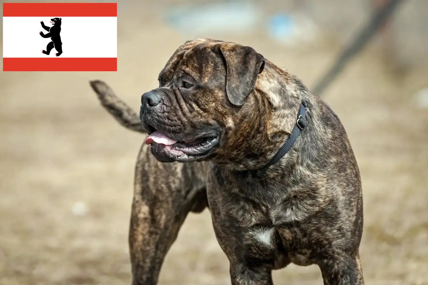 Read more about the article Bullmastiff-opdrættere og hvalpe i Berlin