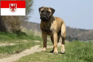 Read more about the article Bullmastiff-opdrættere og hvalpe i Brandenburg