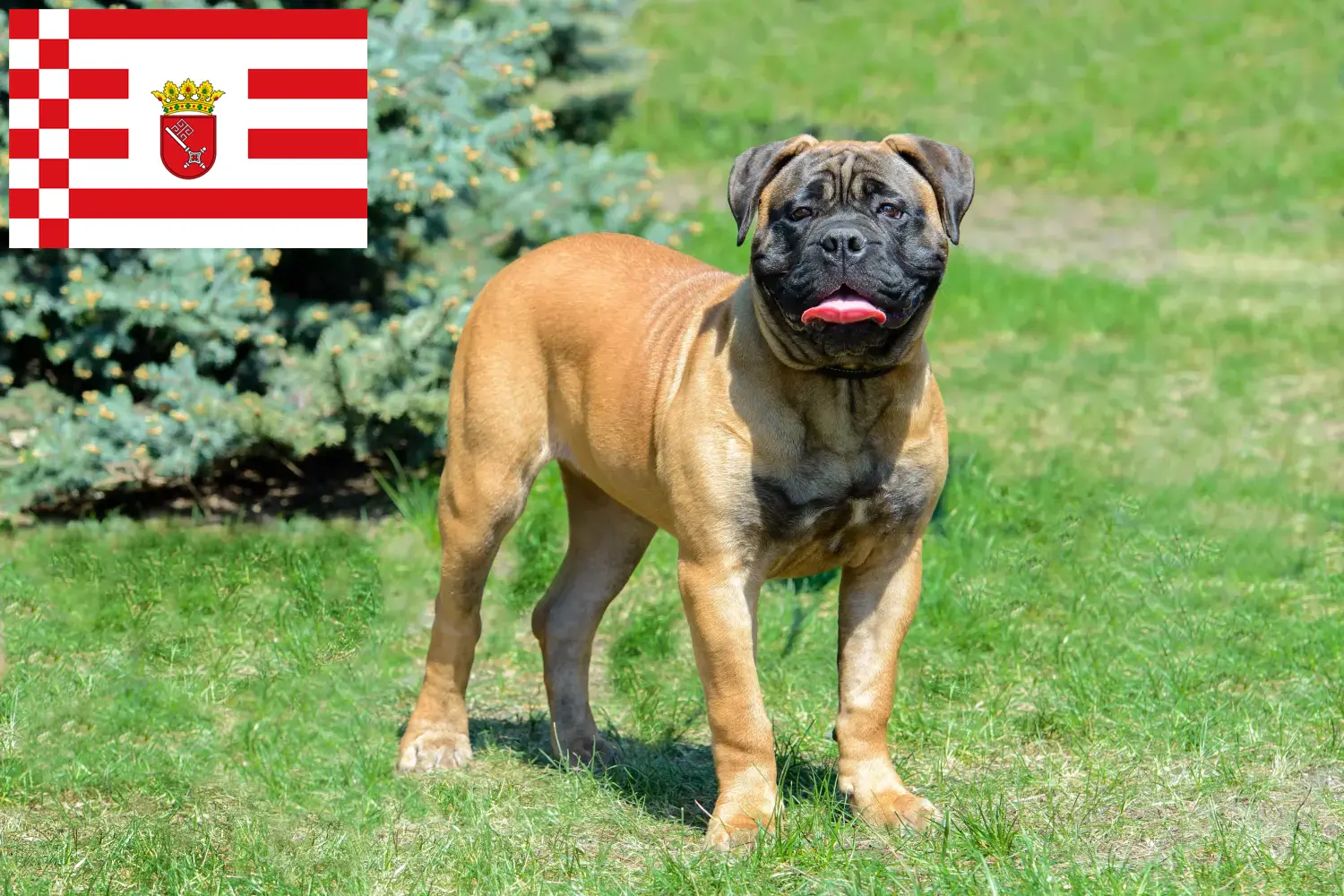 Read more about the article Bullmastiff-opdrættere og hvalpe i Bremen