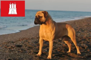 Read more about the article Bullmastiff-opdrættere og hvalpe i Hamborg