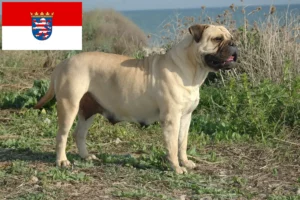 Read more about the article Bullmastiff-opdrættere og hvalpe i Hessen